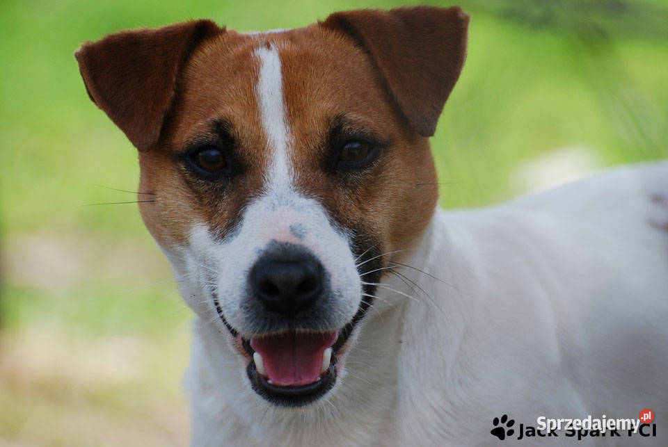 Jack Russell Terrier szczeniaczki FCI Kołątajew
