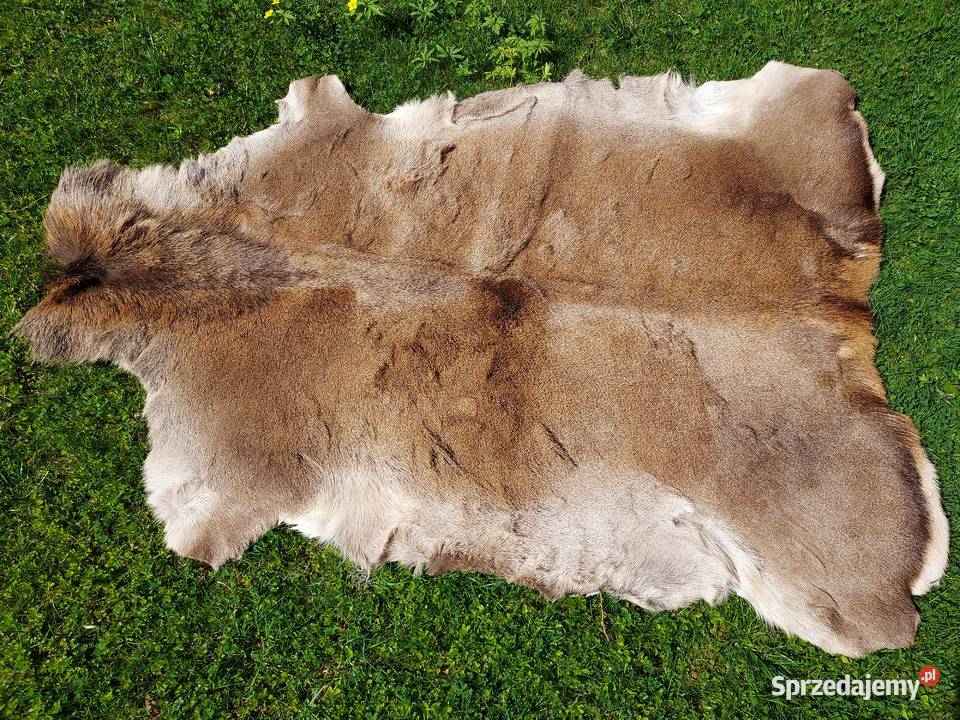 Skóra Naturalna z Jelenia XXL Skóra Jeleń Szaflary
