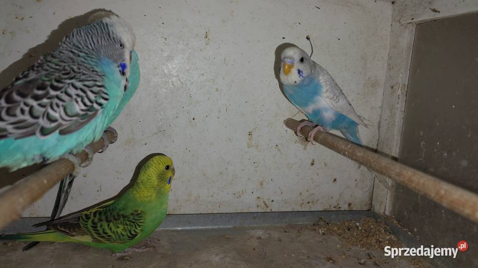 Sprzedam papugi faliste śląskie Gierałtowice