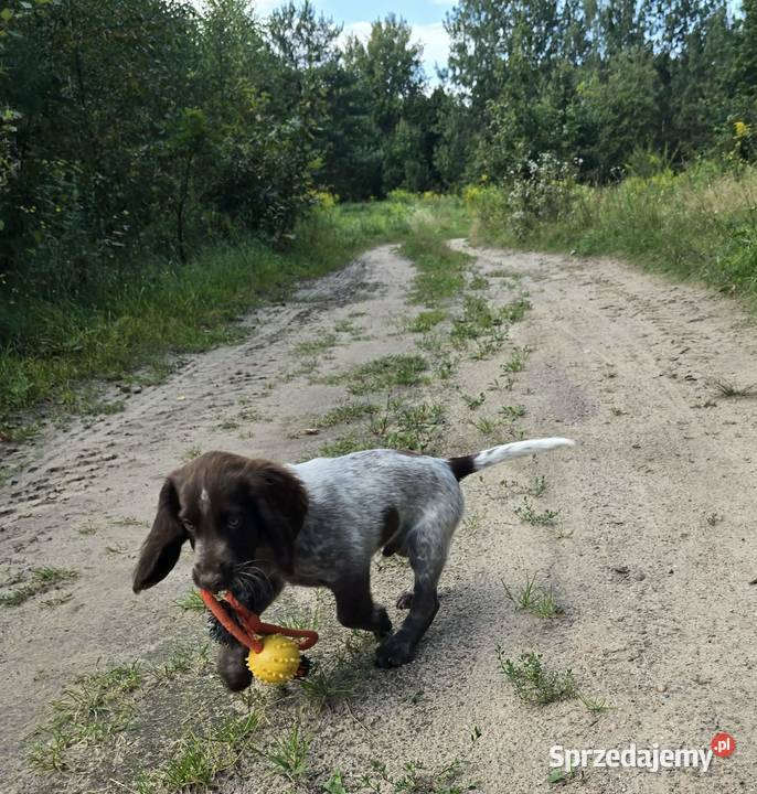 Polski Spaniel Myśliwski szczenię HARRY Święta Lipka
