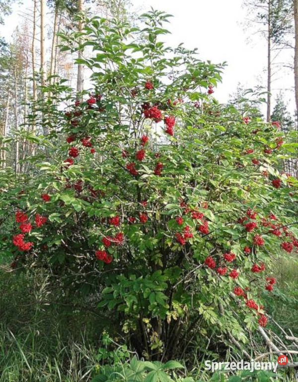 BEZ KORALOWY Sambucus sadzonki w doniczkach Ustronie