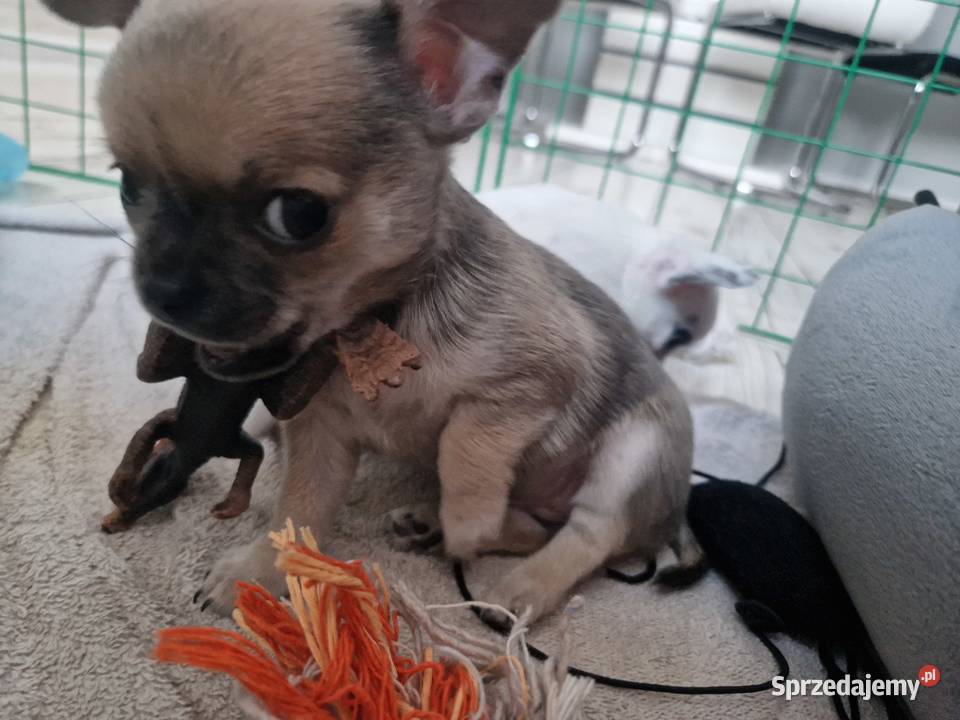 Maleńka suczka krótkowłosa chihuaha sprzedam