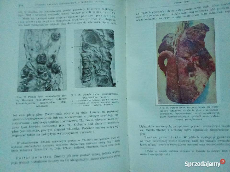Szczegółowa patologia i terapia chorób zwierząt medycyna, nauki medyczne