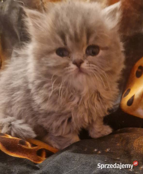 Brytyjskie kotka dlugowlosa niebieska Szamotuły