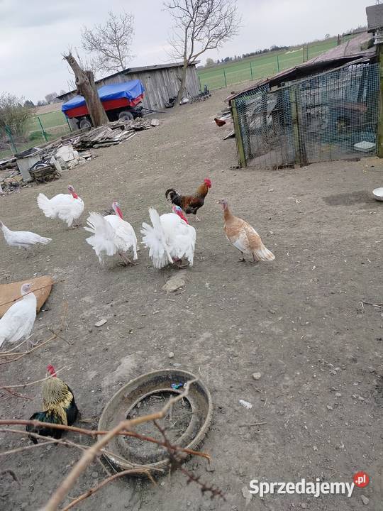 Indyki i koguty Łęczna