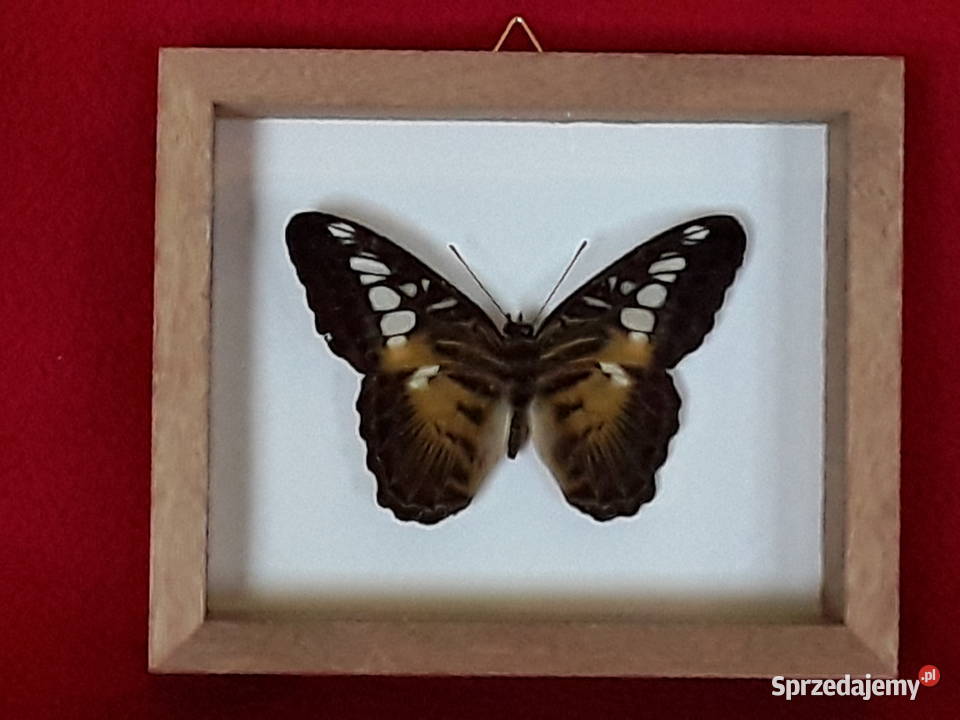 Motyl w ramce gablotce 12x10 Parthenos sylvia 78 Szczecin