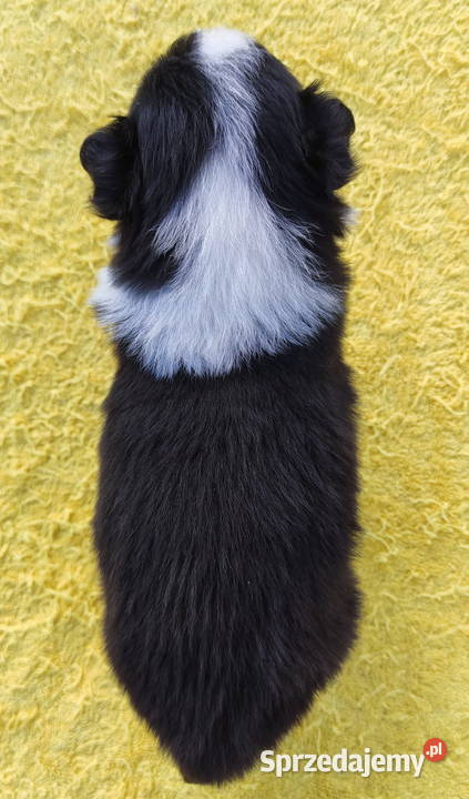 Piękna suczka HELGA BORDER COLLIE z pełną dok Iwonicz