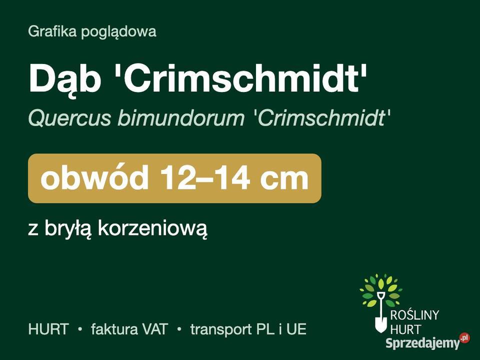 Dąb Crimschmidt Quercus bimundorum obwód 1214 z