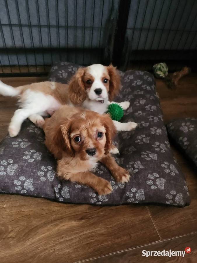 Cavalier king chals spaniel Wolica
