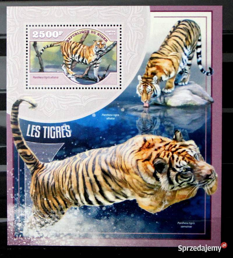 Niger tygrys Oborniki