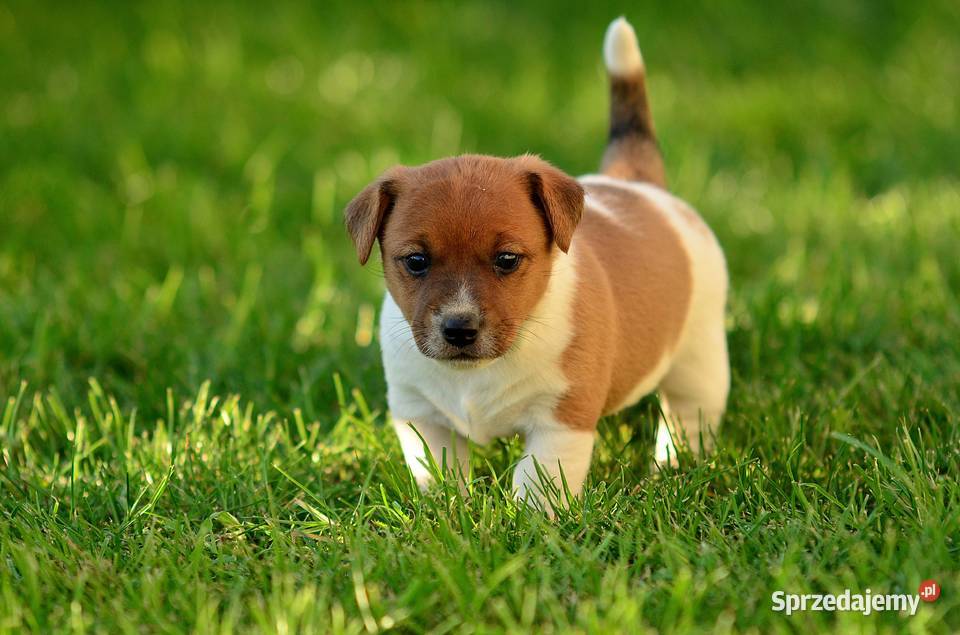 Szczenięta rasy Jack Russell terrier
