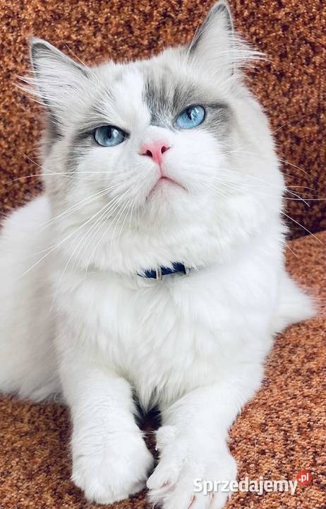 Kotek Ragdoll FPL Wieluń