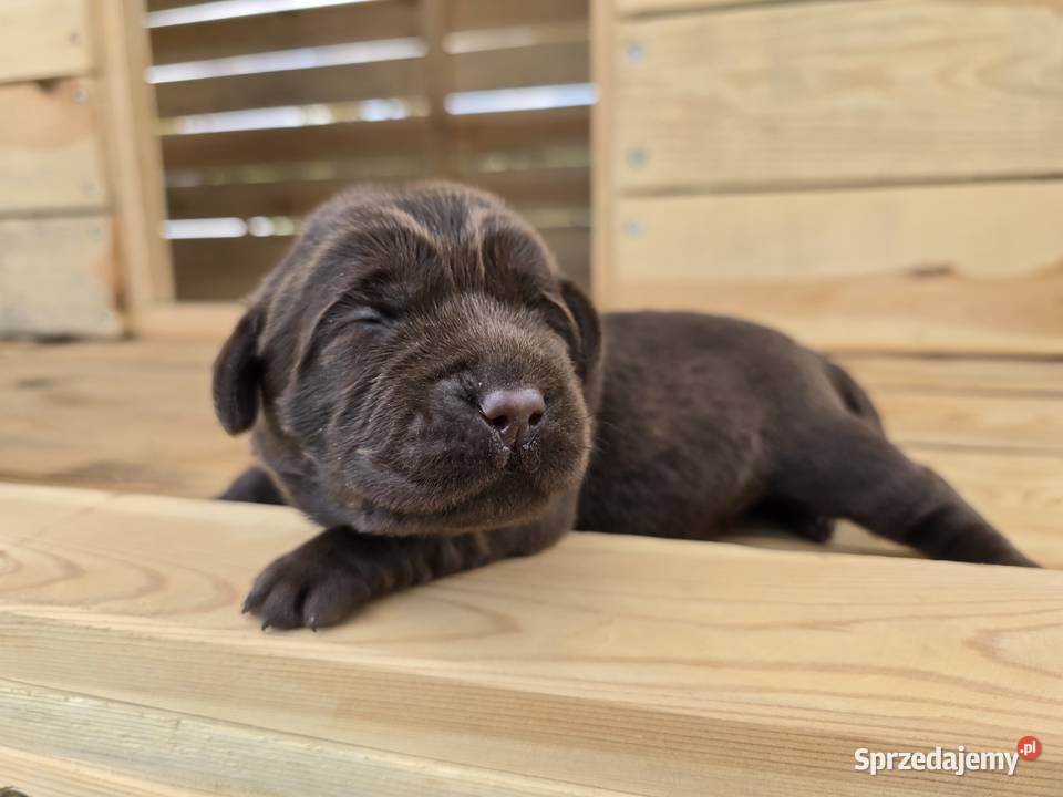 Labrador retriever piesek pieski mały Labrador Legnickie Pole