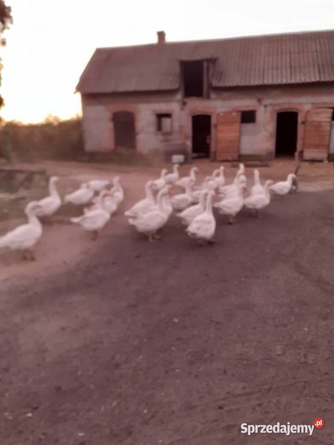 Gęsi sprzedam Grodzisk Mazowiecki