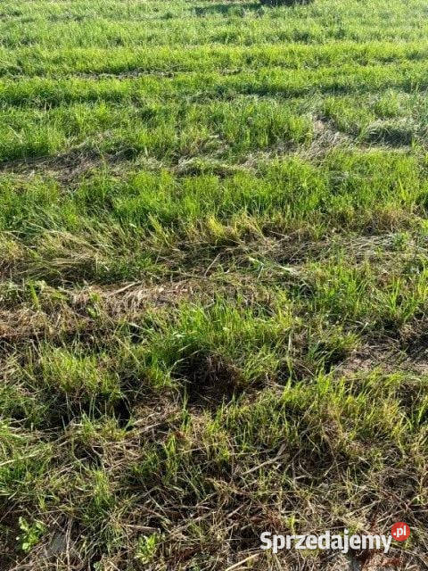 Działka budowlana morzem Orzechowo sprzedam