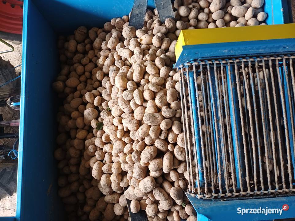 Kombajn anna ziemniaczany nie Bolko karlik podkarpackie Czarna