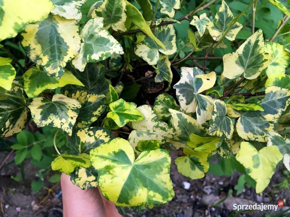 Zwraca uwagę dekoracyjny bluszcz żółtozielony Kraków