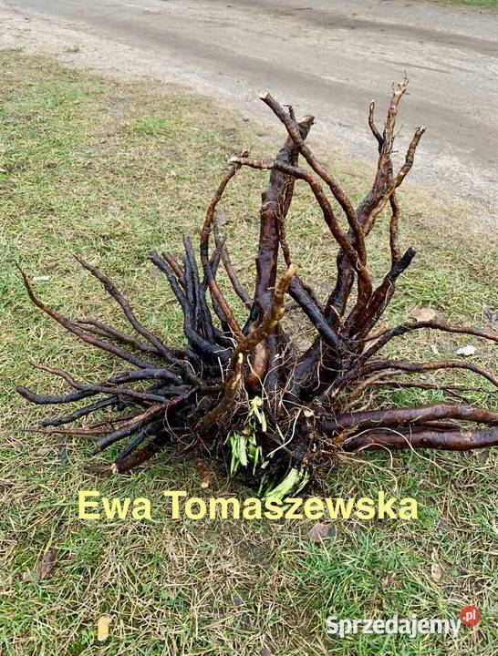 Żywokost lekarski sprzedam