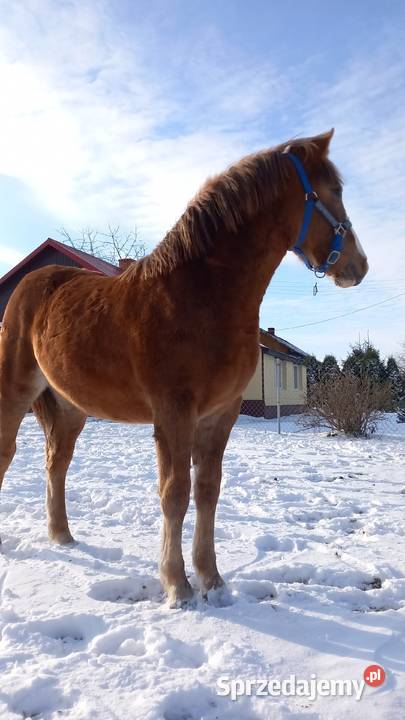 Źróbki roczne Niewirków