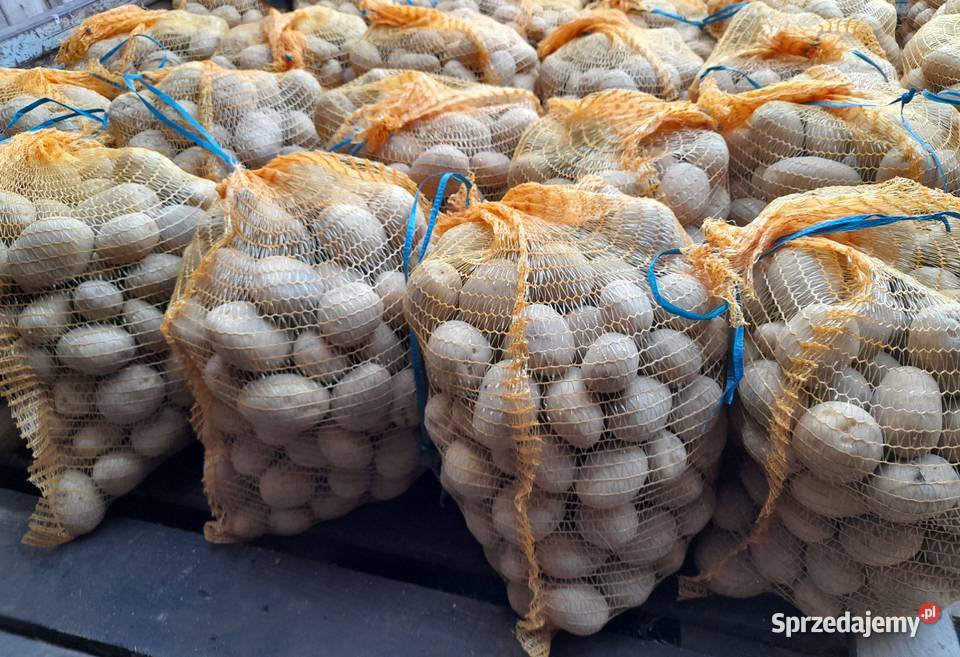 Ziemniak tajfun super na frytki i placki Mielec