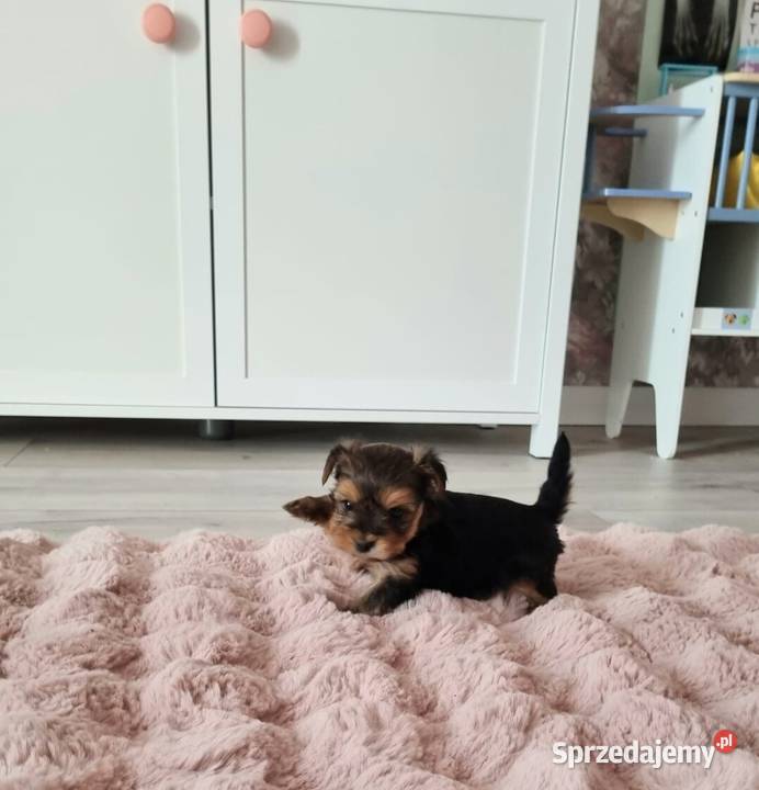 Yorkshire terrier merle pieski Żory