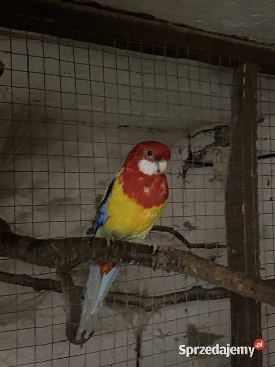 Rozelle białolice wielkopolskie Kruszewo