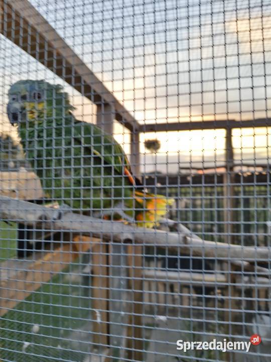 Dwie Amazonki Polanka Wielka sprzedam