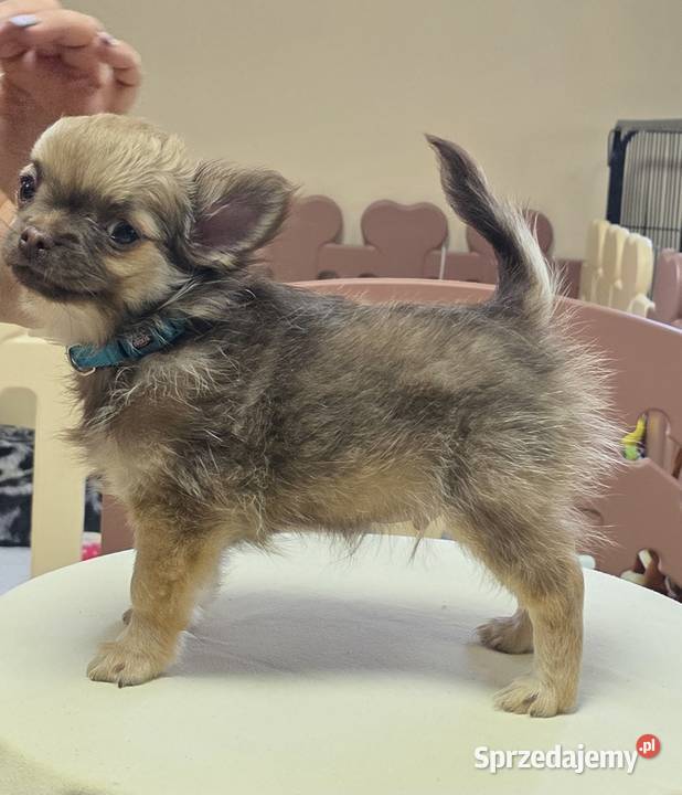 Chihuahua długowłosy wielkopolskie Poznań