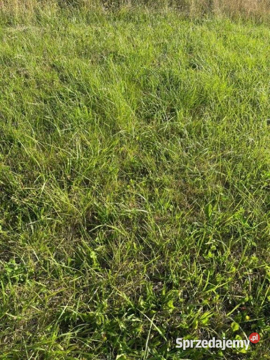sprzedaży gruntu Dębina 300m2 300m2