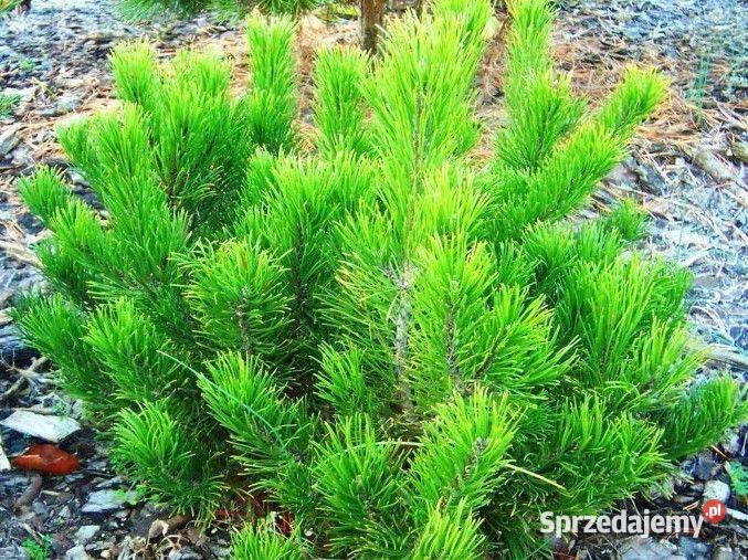 Kosodrzewina PUMILO Pogorzela