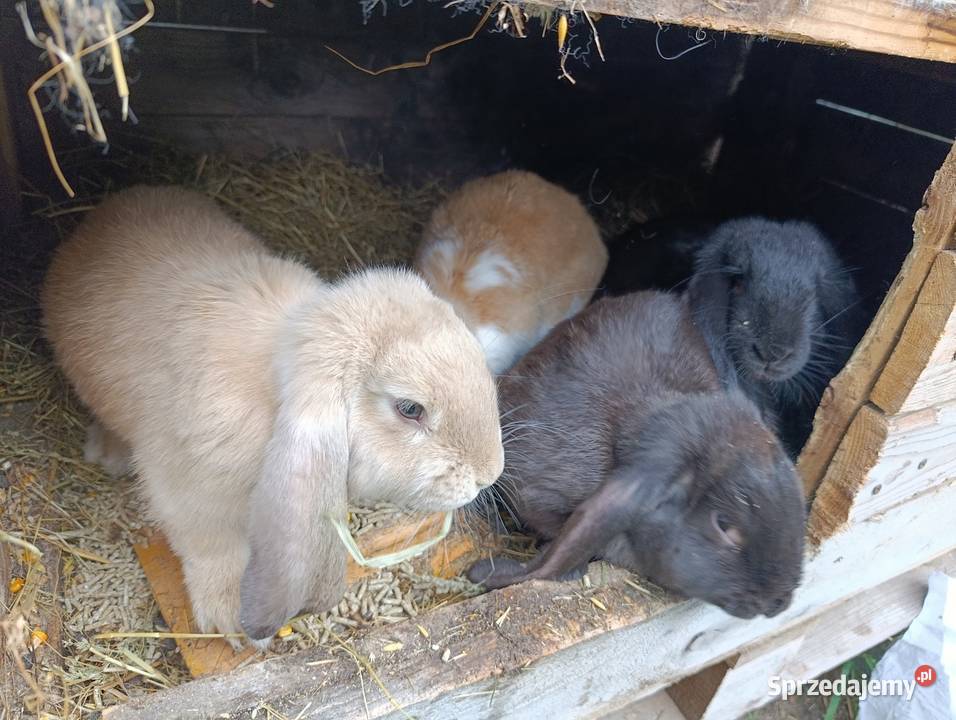 Sprzedam króliki baran francuski 4 samice i 4