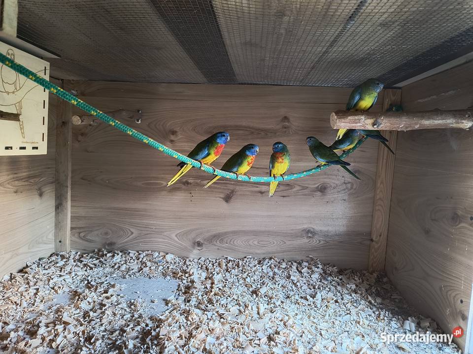 Łąkówki Wspaniałe Gniezno sprzedam