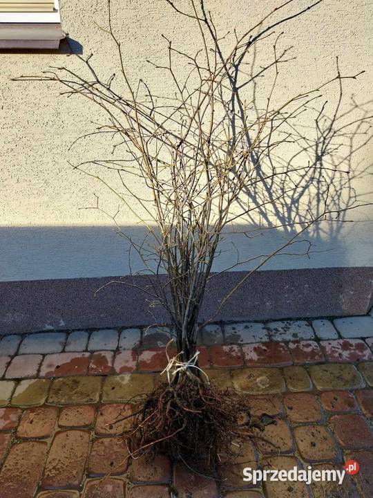 Lipa Drobnolistna sadzonki miodadajne Jasło sprzedam