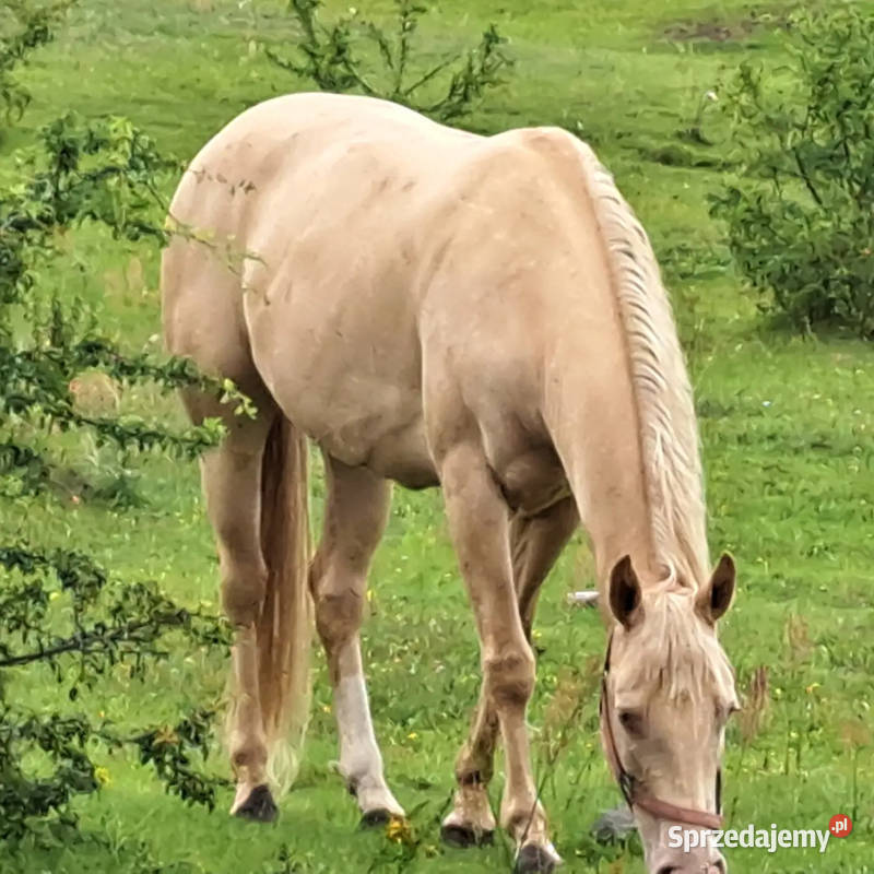 AQH quarter klacz złoty szampan Czerniewo