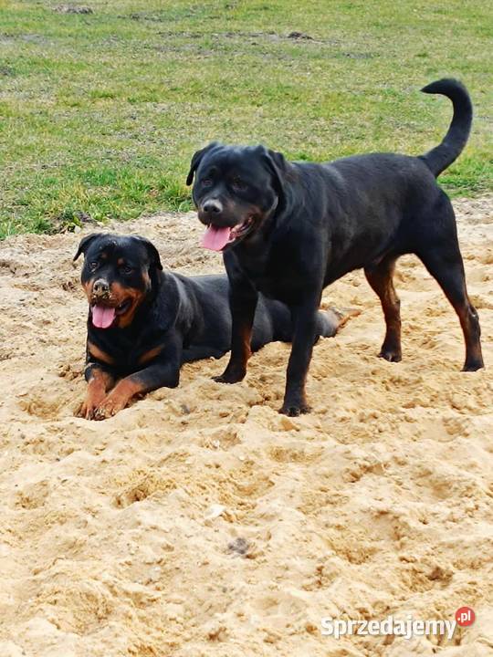 Rottweiler Szczenięta z Rodowodem Iłża