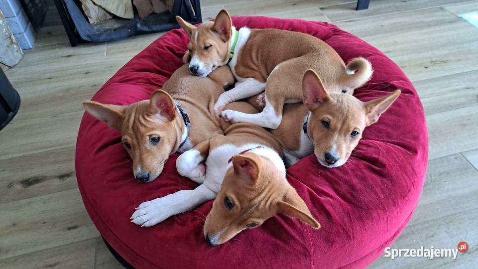 Basenji szczenięta sprzedam