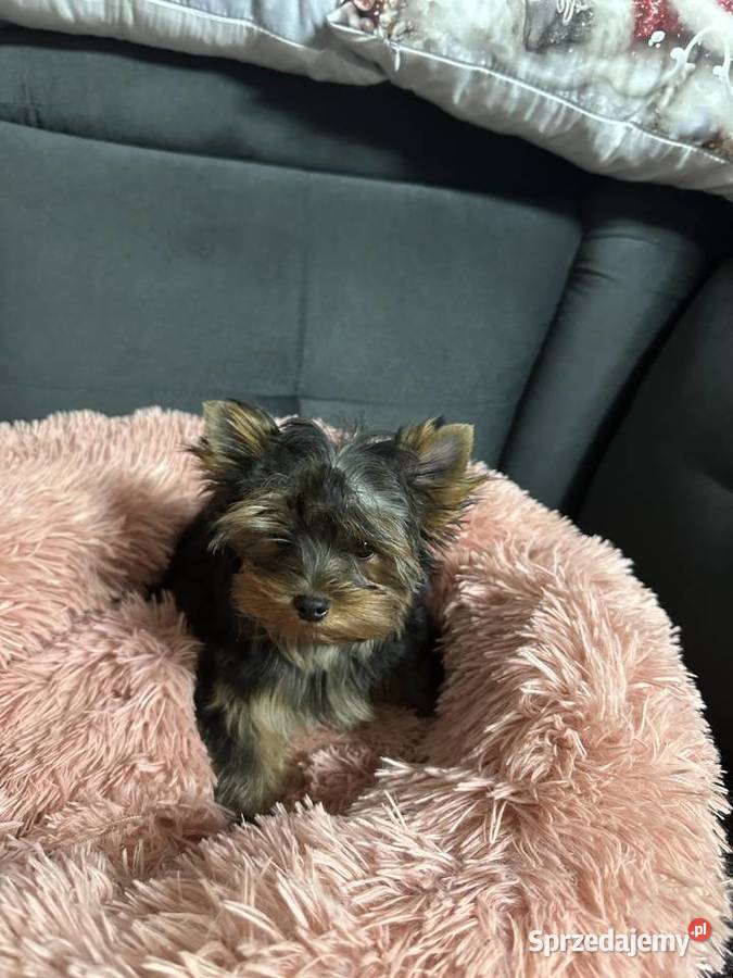 Yorkshire Terrier Wrocław sprzedam