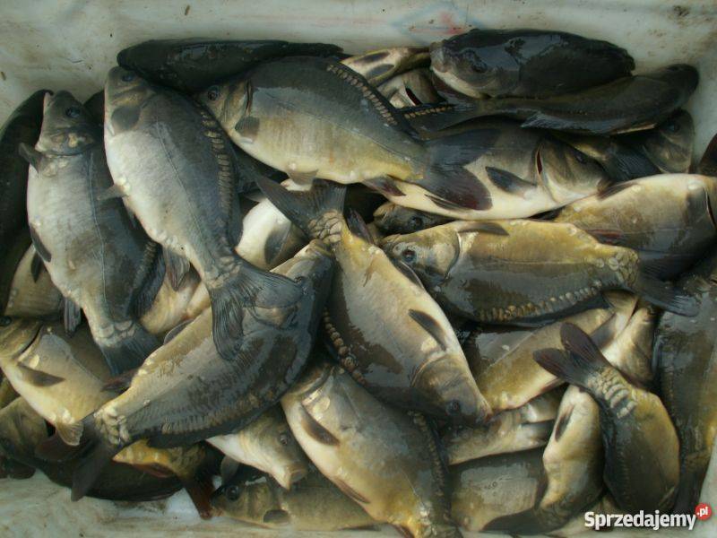 Kroczek Karpia Legnica