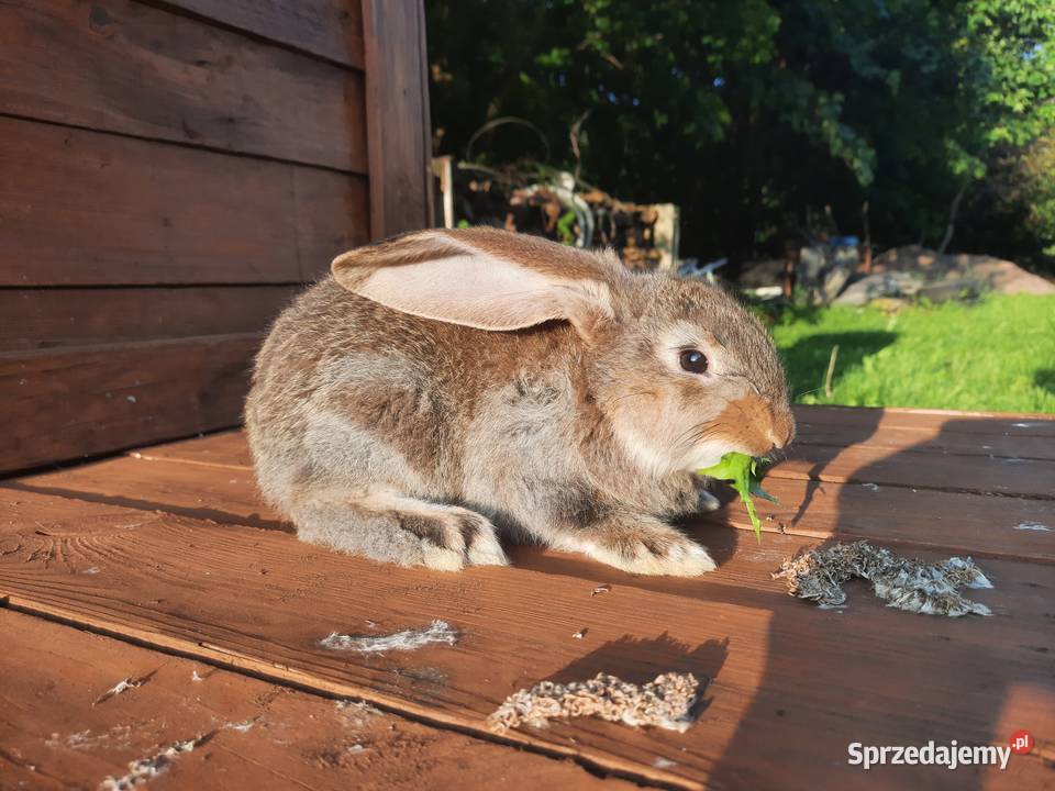 Króliki barany francuskie dolnośląskie Jarkowice