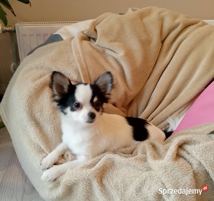 Chihuahua chłopiec długowłosy małopolskie Szczucin