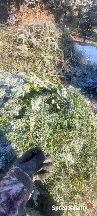 Drobne gałązki Stroisz Jodła pospolita Osuchów