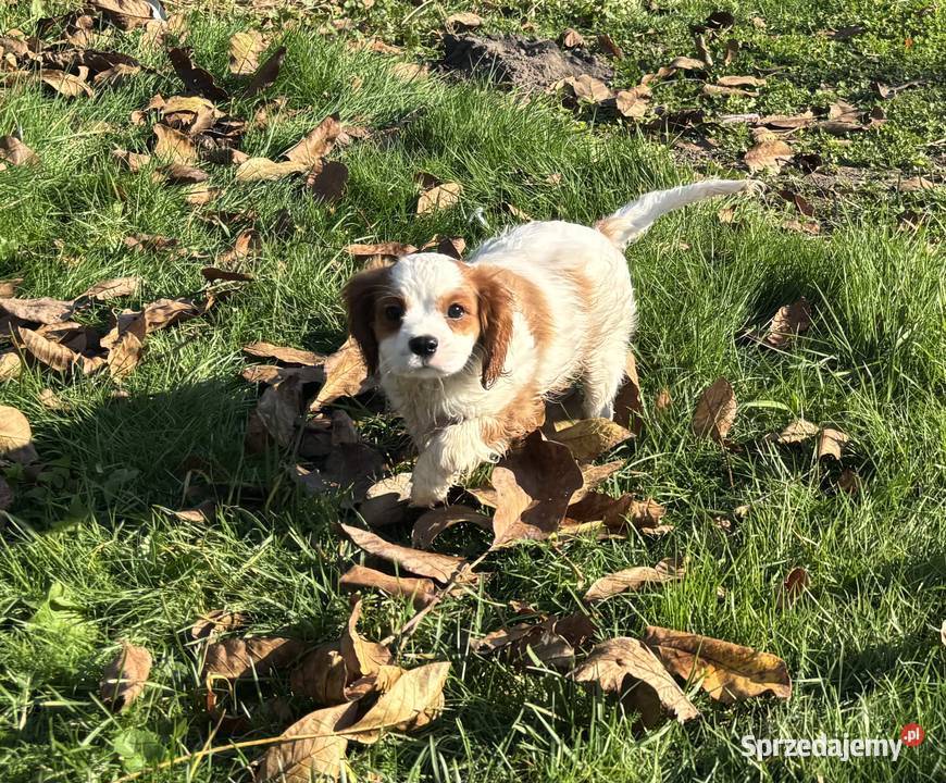 Cavalier King charles spaniel Mrocza