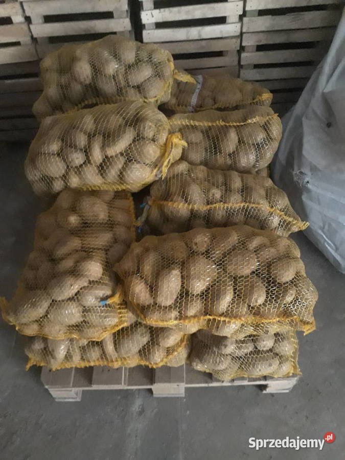 sprzedam ziemniaki odmiana JUREK