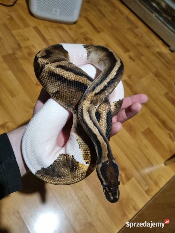 pyton królewski Kielce