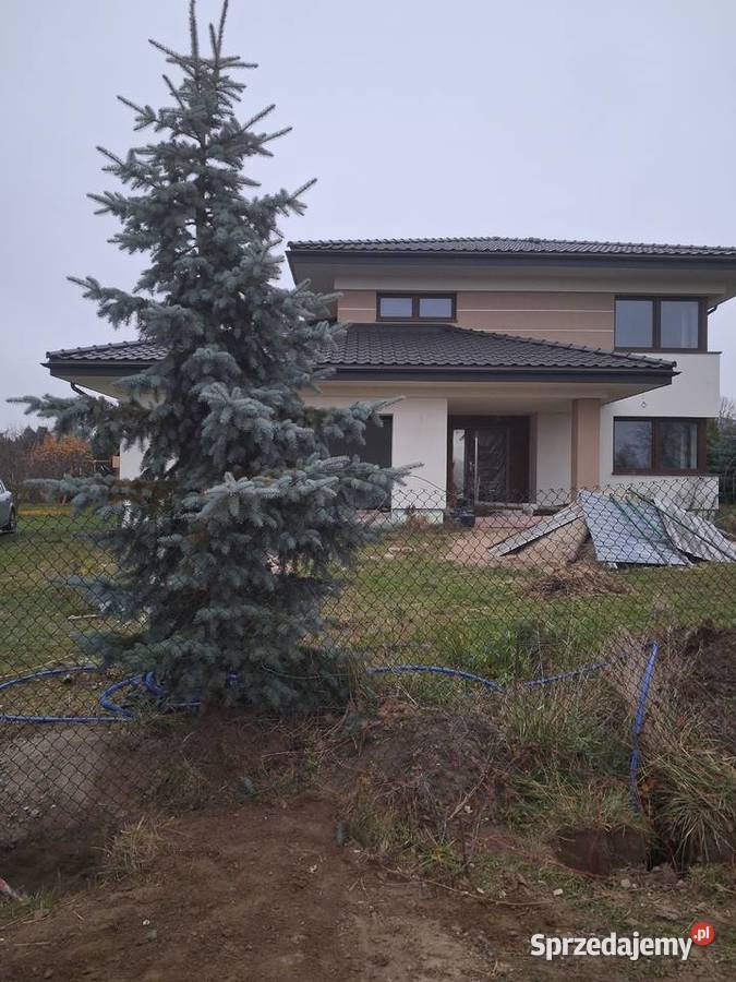 Choinka ładny srebrny świerk Lublin sprzedam