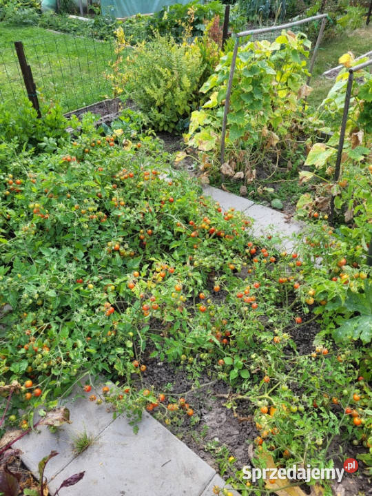 Działka ROD Mickiewicza Białystok sprzedam