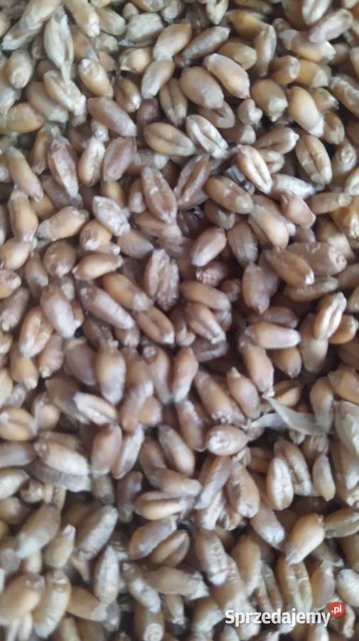 Pszenica jara Telimena Wierzbno