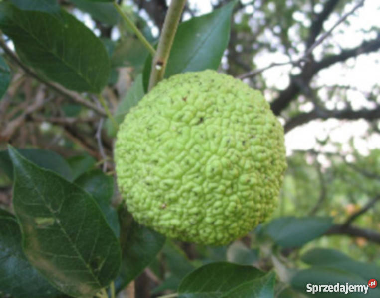 ŻÓŁTNICA POMARAŃCZOWA sadzonki w doniczkach Ustronie