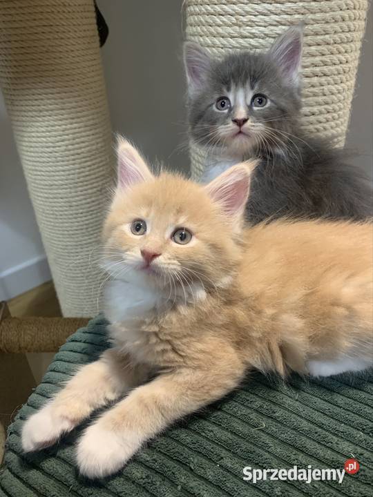 Rezerwacja kocięta koty i kocice Maine Coon Warszawa sprzedam