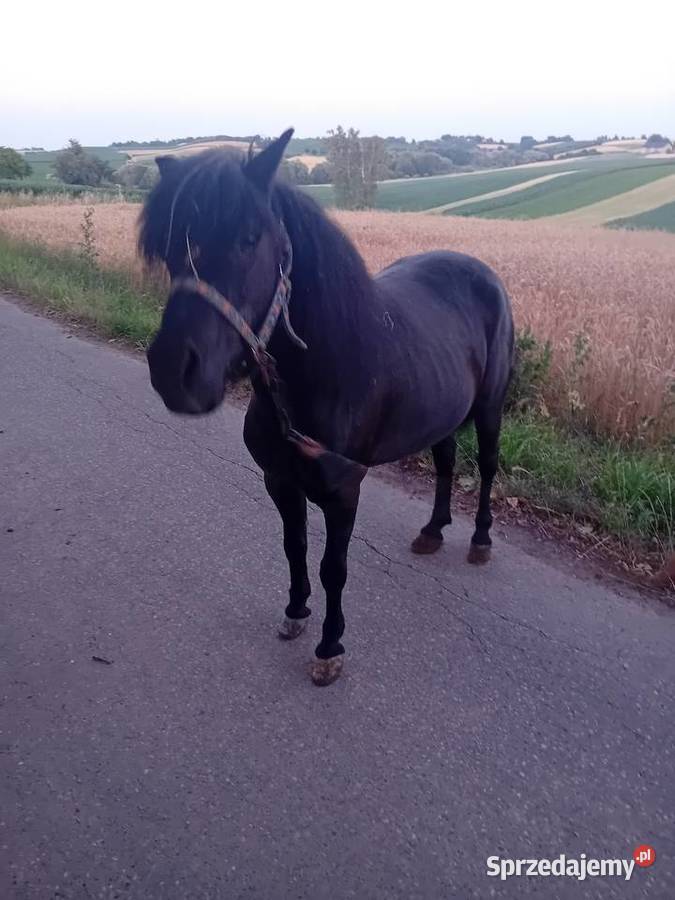 Klacz kucyk 120 Żębocin